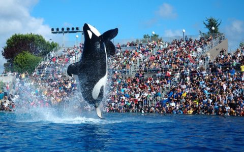 Sea World Orlando Florida