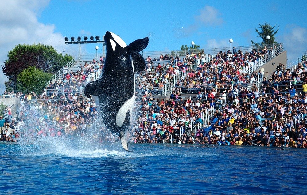 2009 seaworld shamu