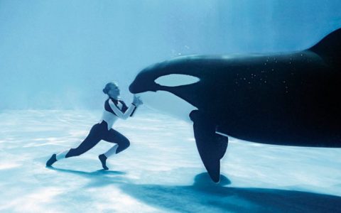 Ballena Orca en Seaworld Orlando, FL. La atraccion mas visitada