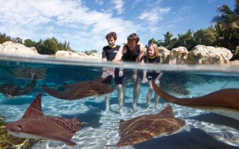 Parque de atracciones Discovery Cove en Orlando