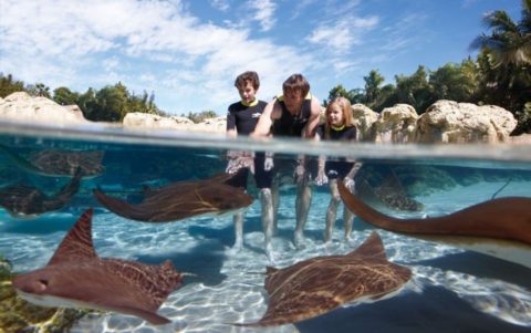 Parque de atracciones Discovery Cove en Orlando